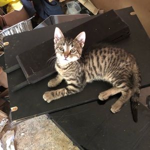 Meet your Posher, Curtis